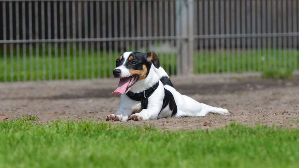 outdoor dog run