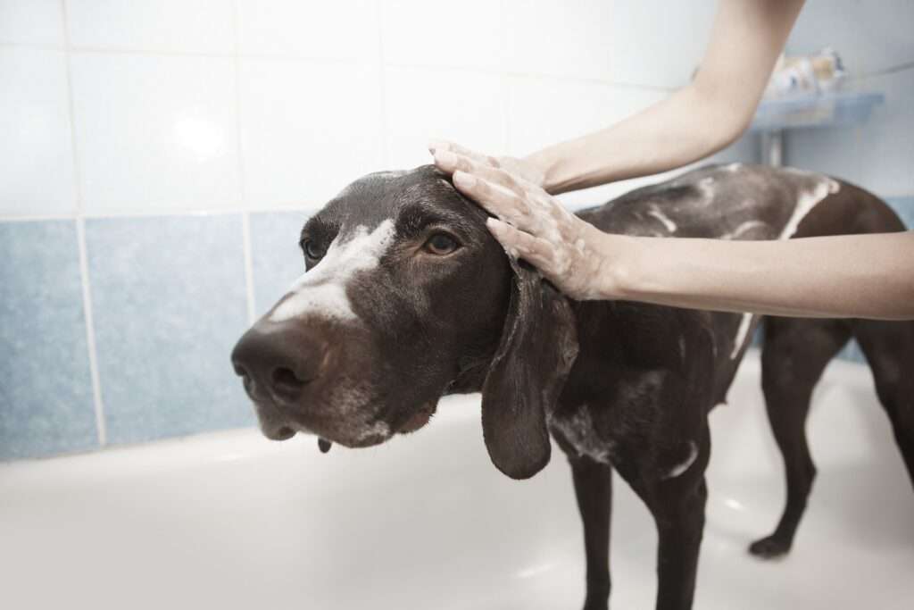 waterless dog shampoo