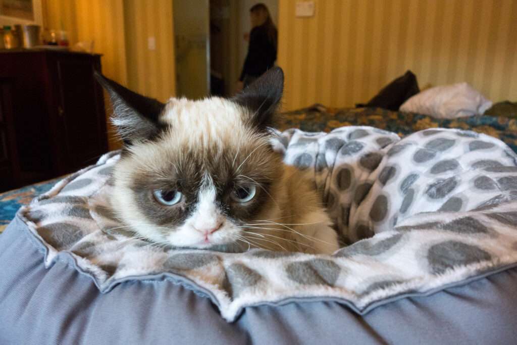 What Breed Is Grumpy Cat Unraveling The Mystery Of The Internets Most Famous Feline Celebrity 4396