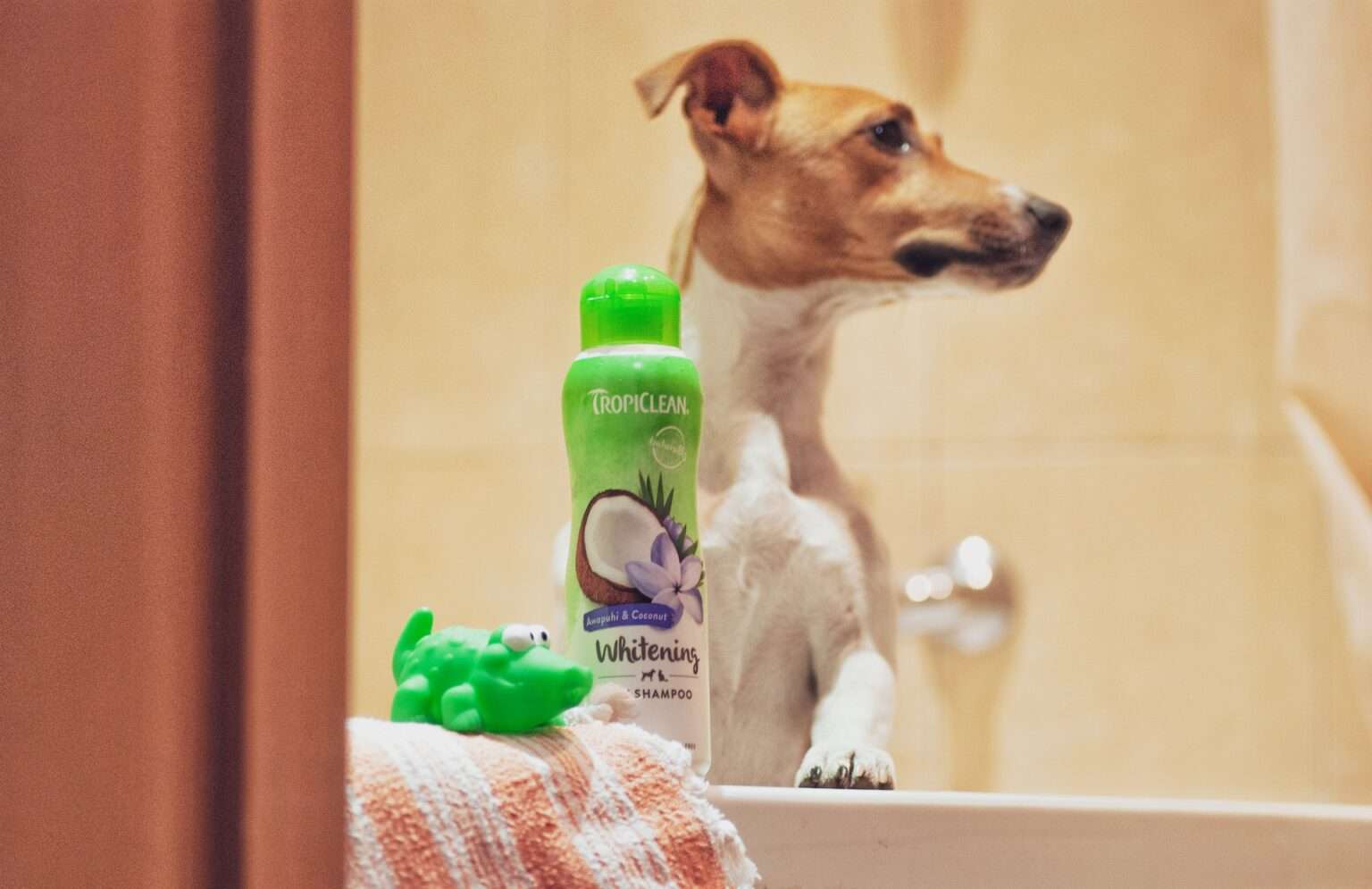 no-dog-shampoo-what-can-i-use-instead-to-keep-my-pup-clean-barklikemeow