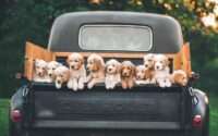 where to sell puppies