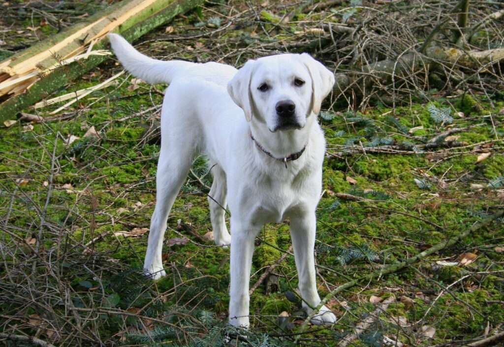 white labrador retriever