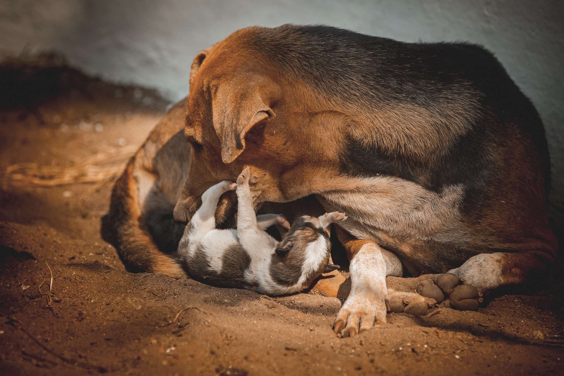 Why Do Dogs Eat Their Puppies? Exploring the Disturbing Truth BarkLikeMeow