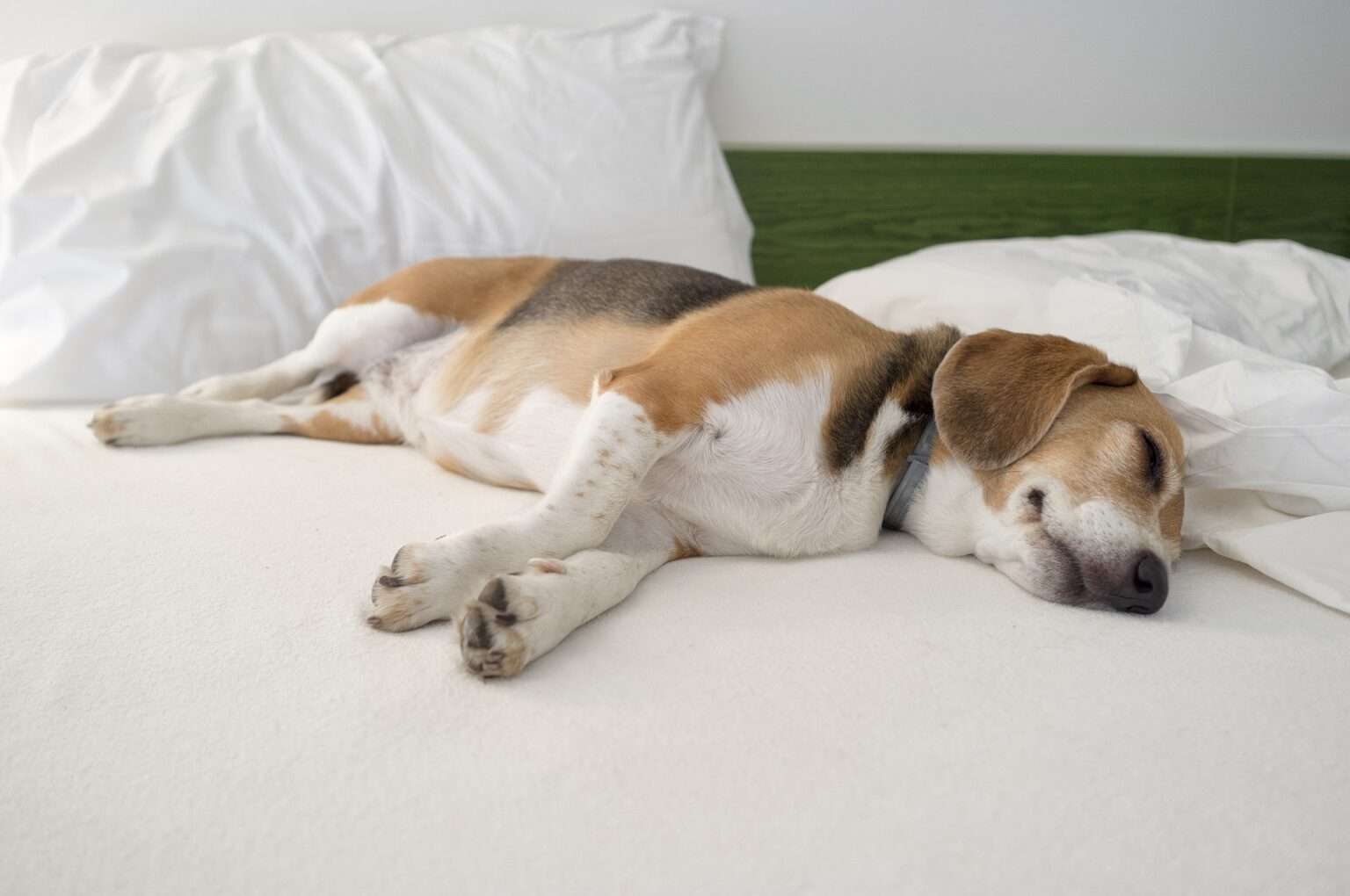 Why Do Dogs Sleep with Their Bum Facing You? Getting to the Bottom of