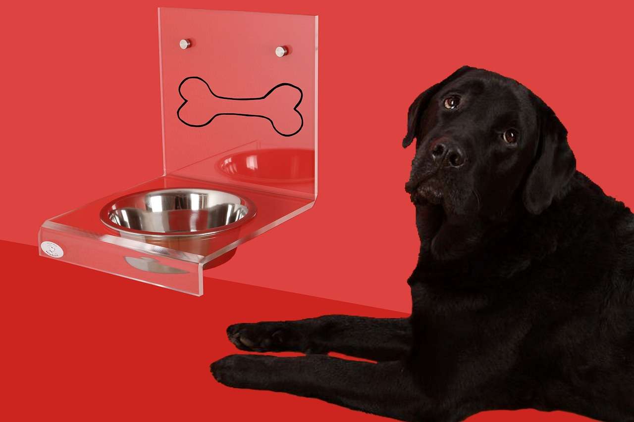 How to Stop My Dog from Throwing Up after Drinking Water Expert Tips