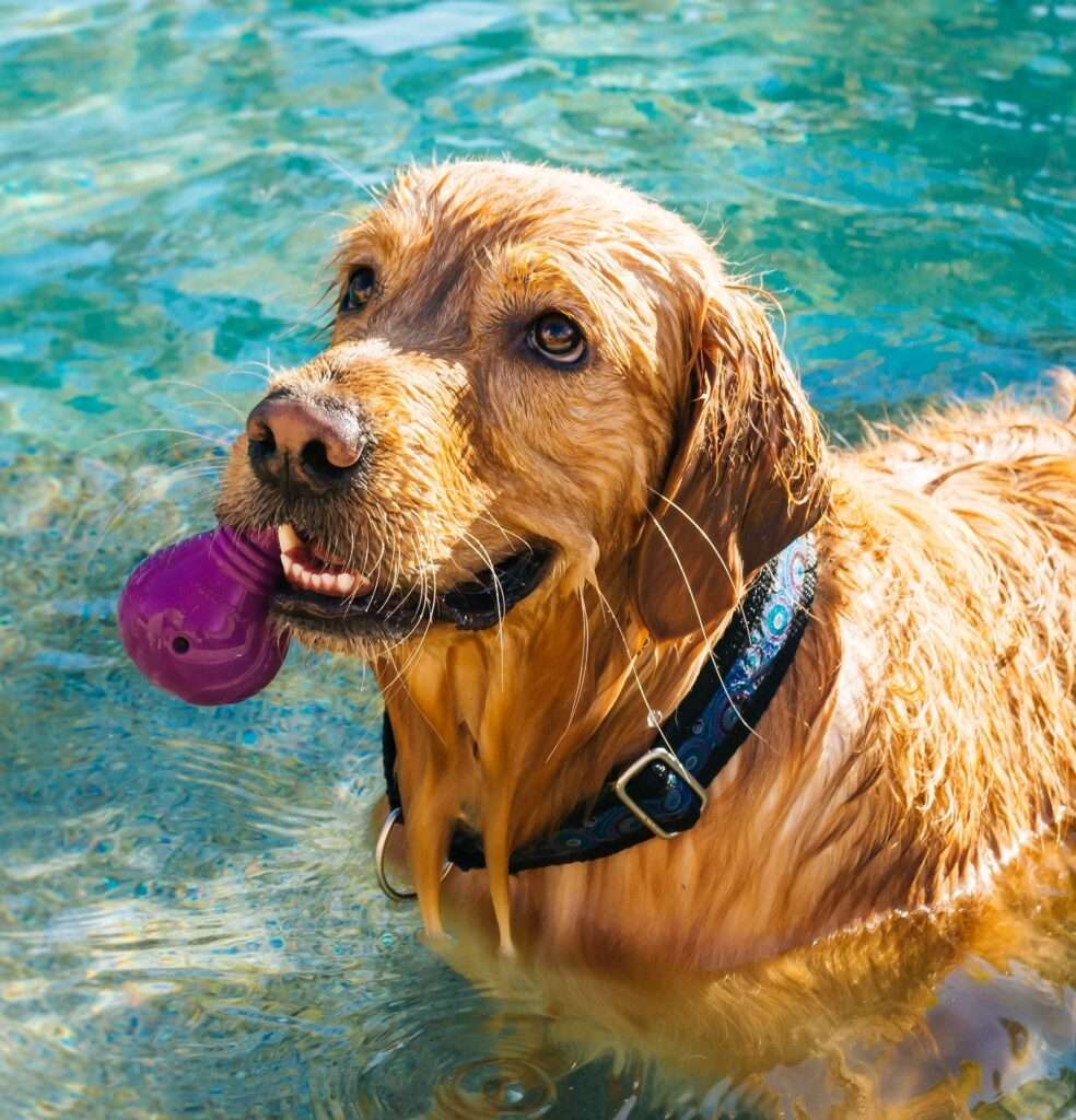 are dogs ticklish on their paws