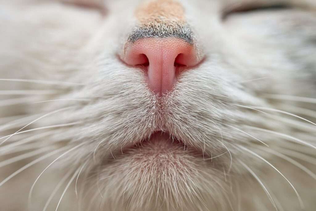 cats smell with mouth open