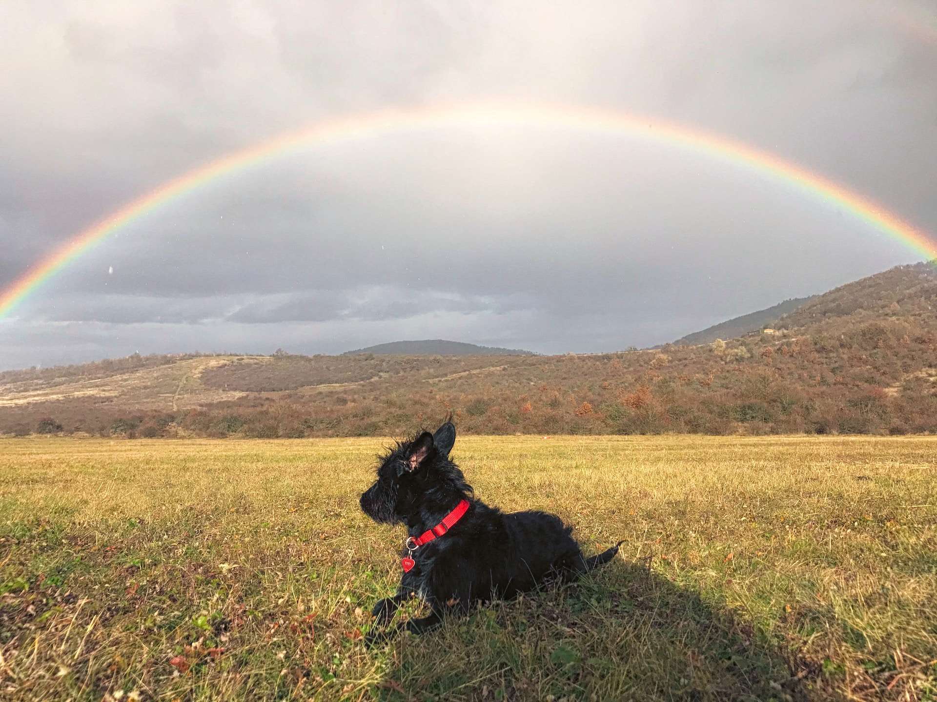 Do Dogs Go To Heaven? Exploring Beliefs And Evidence