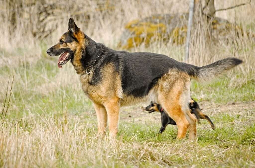 german shepherd speed