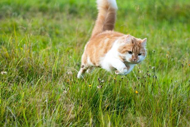 how fast can a house cat run