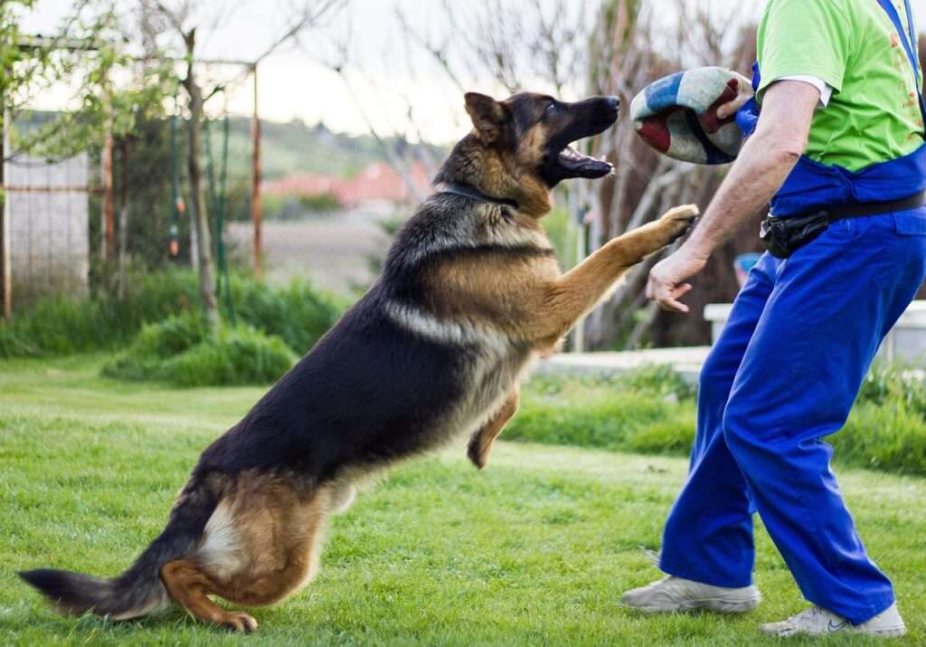 How Fast Can A German Shepherd Run Prepare To Have Your Mind Blown BarkLikeMeow