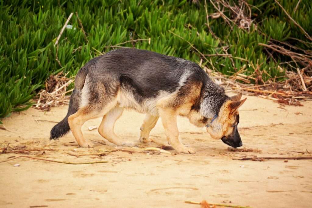 how fast is a german shepherd