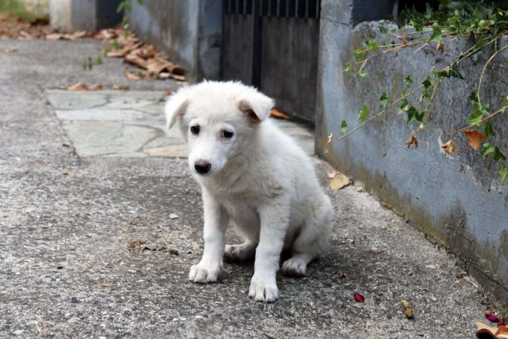 how long can dogs go without eating