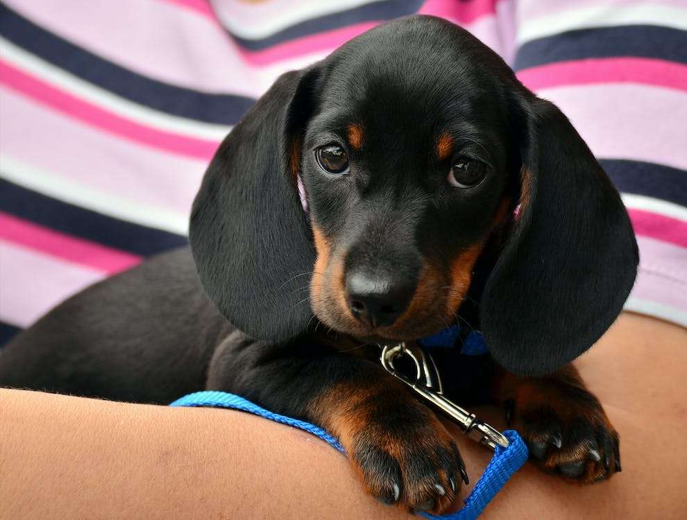 How Long Do Dachshunds Live? 5 Factors That Influence Your Pup's