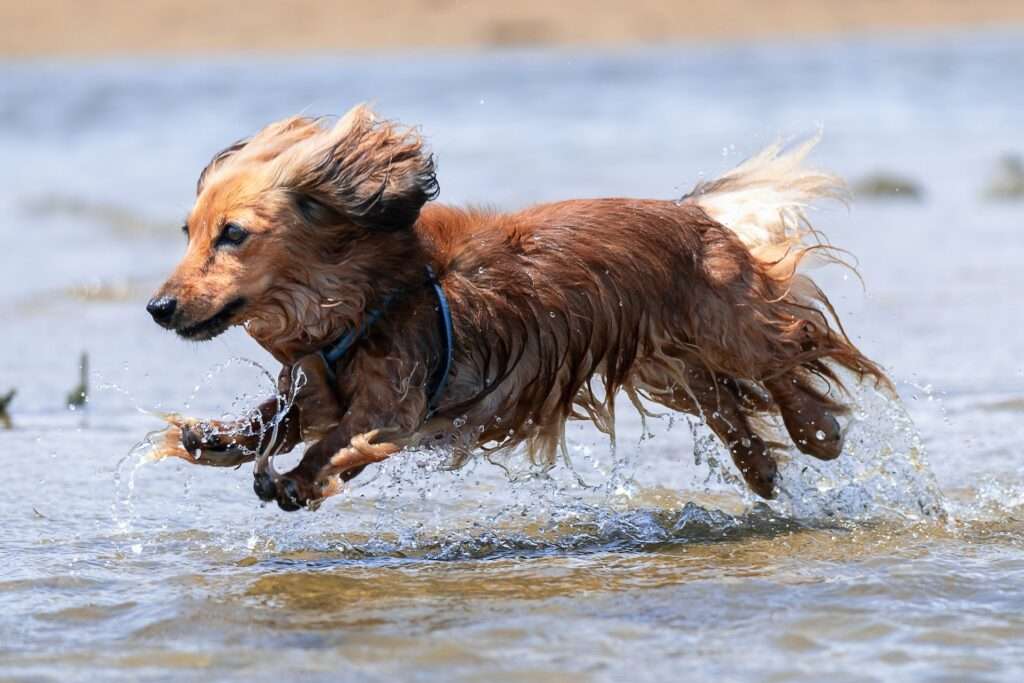 how long do mini dachshunds live