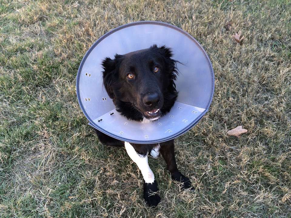 how long to keep cone on dog after neuter