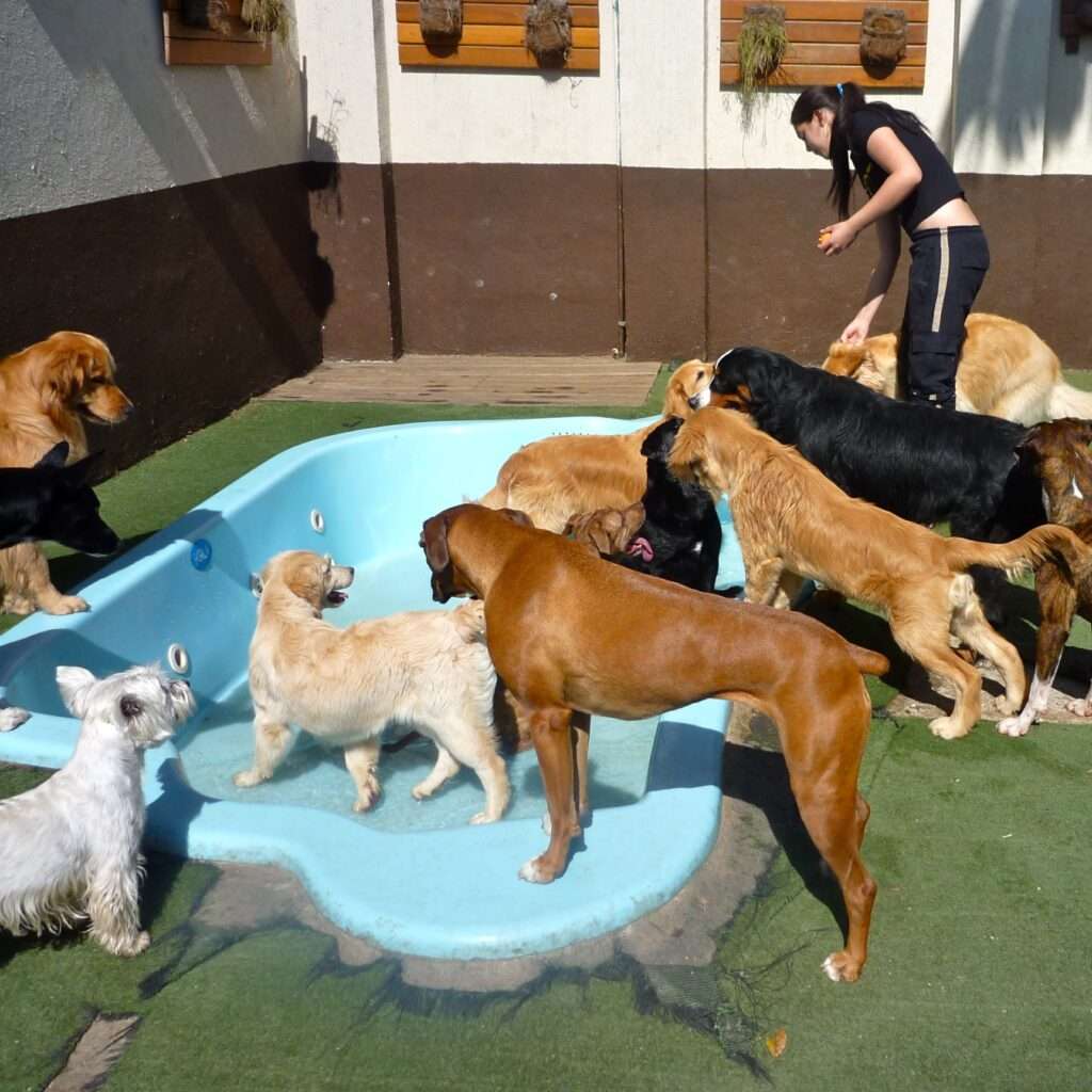 How Much Is Doggy Daycare Tips To Finding Affordable And High Quality   How Much Do Doggy Daycare Cost 