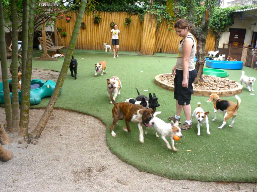 how-much-is-doggy-daycare-tips-to-finding-affordable-and-high-quality