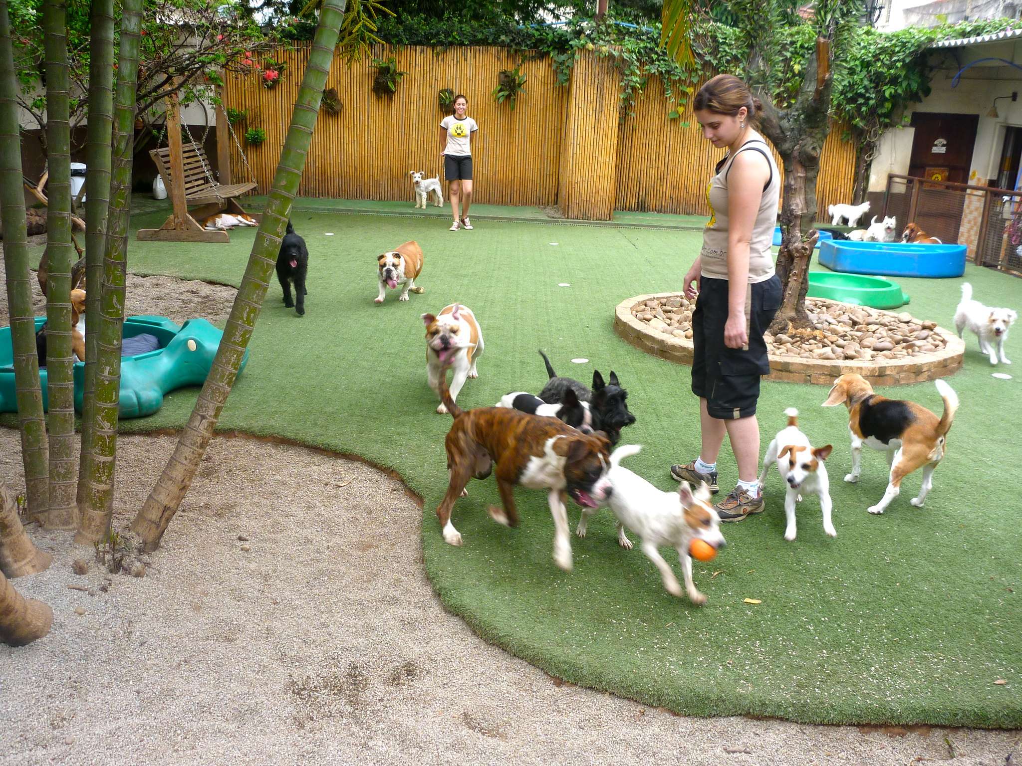 how-much-is-doggy-daycare-tips-to-finding-affordable-and-high-quality