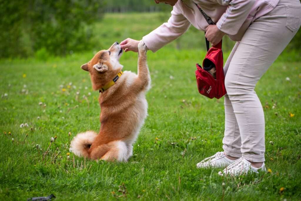 how much is a shiba inu dog