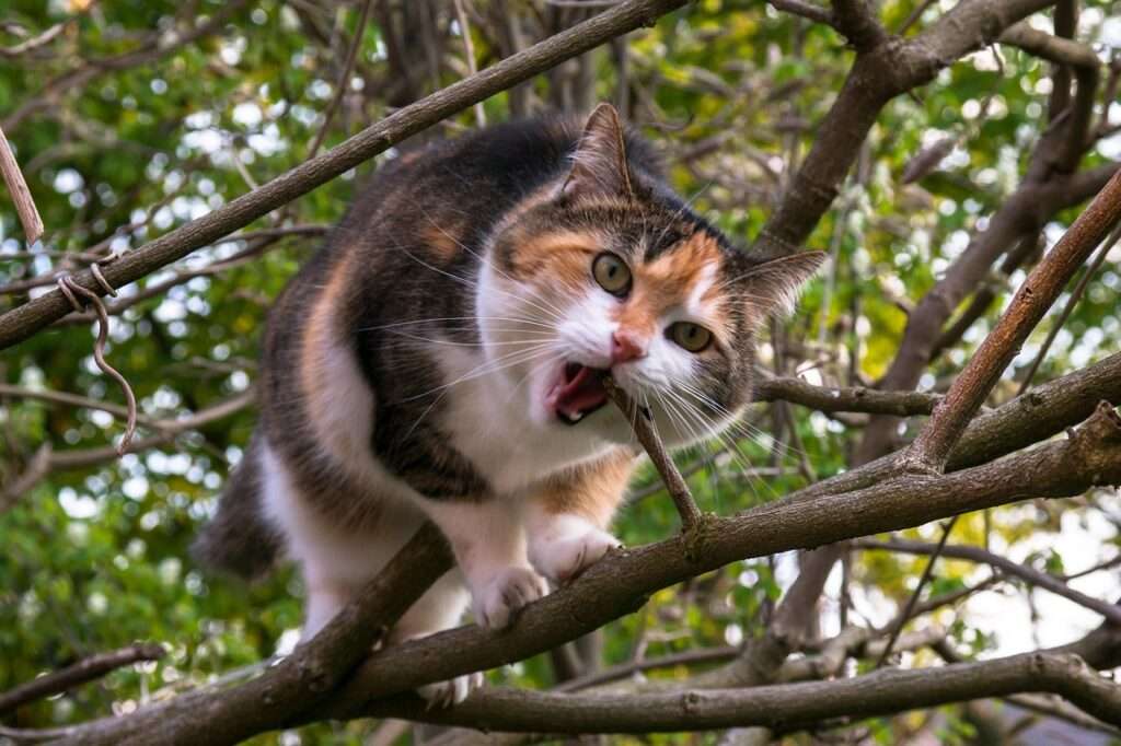 how to get a cat down from a tree