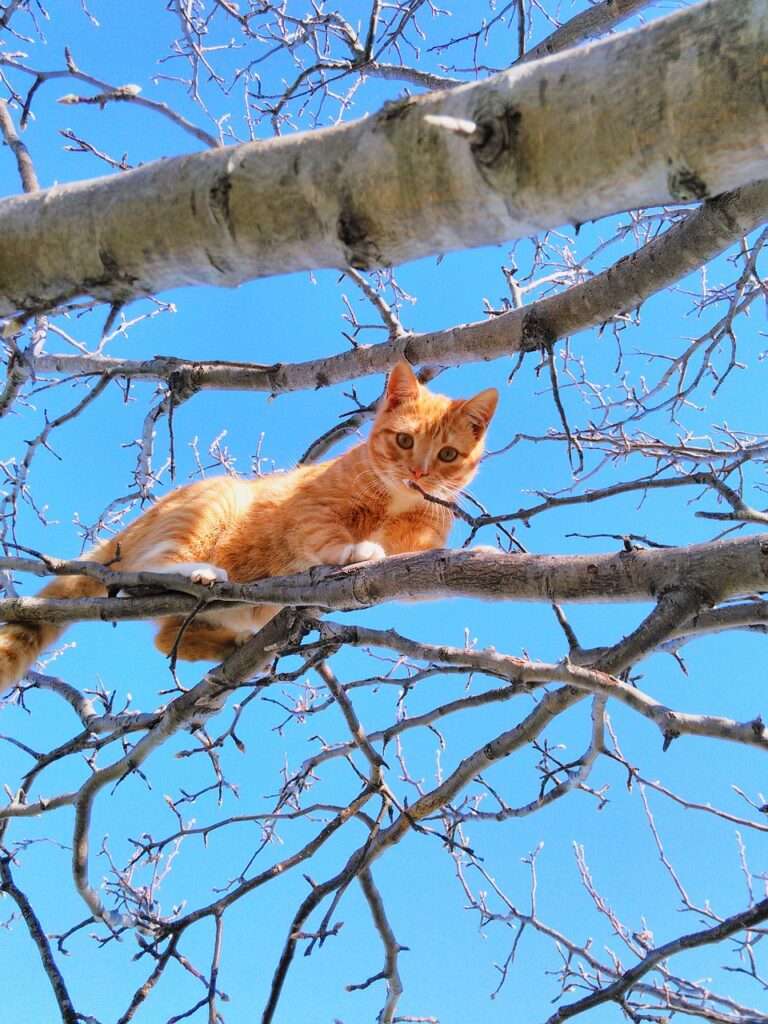 how to get a cat out of a tree