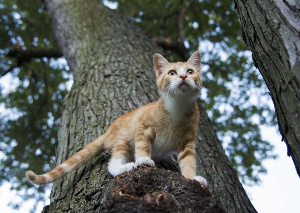 how to get cat out of tree