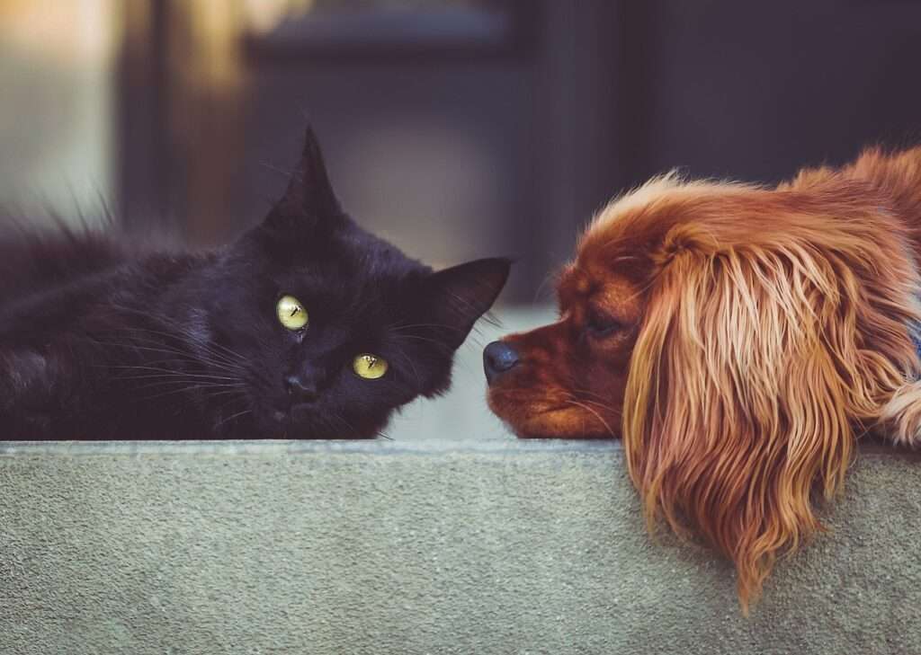 how to keep a dog out of the litter box