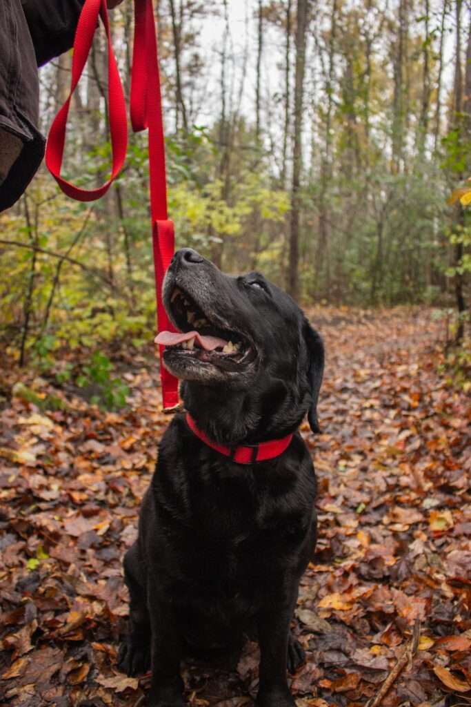 what is a martingale dog collar