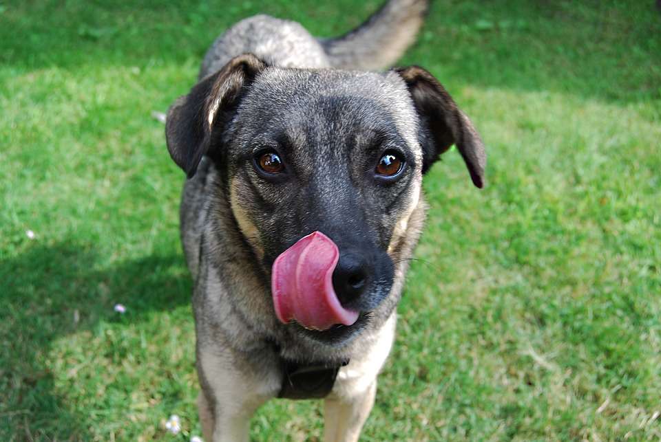 why do dogs lick each others ears