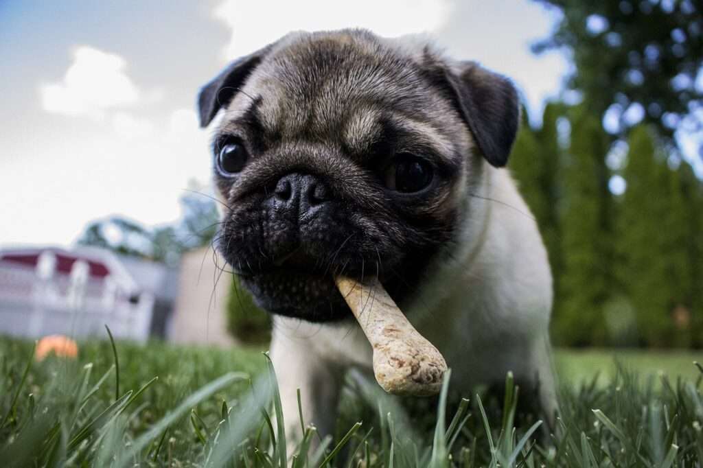 why do dogs like to chew bones