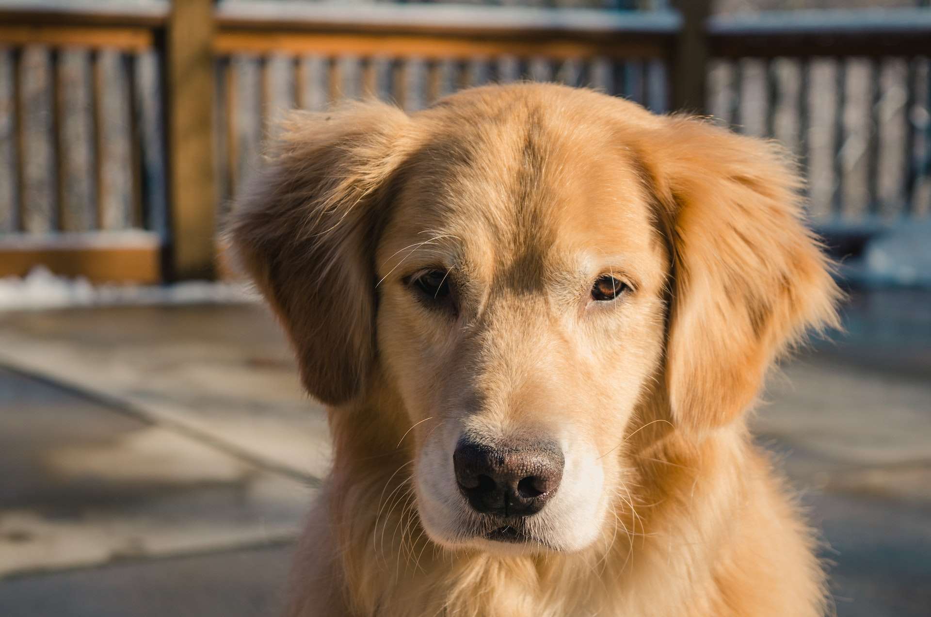 Are Golden Retrievers Aggressive by Nature? Separating Fact from ...