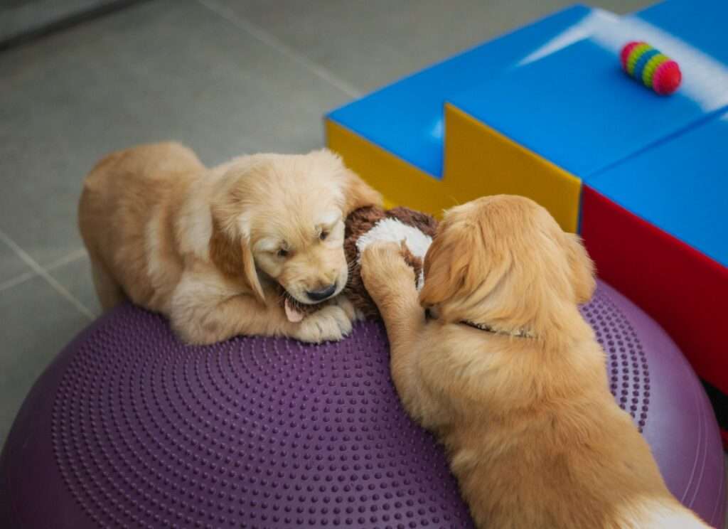 golden retriever aggressive