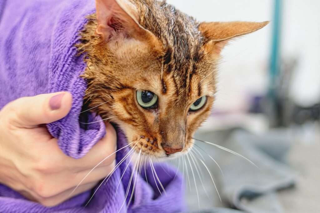 how to bathe an aggressive cat