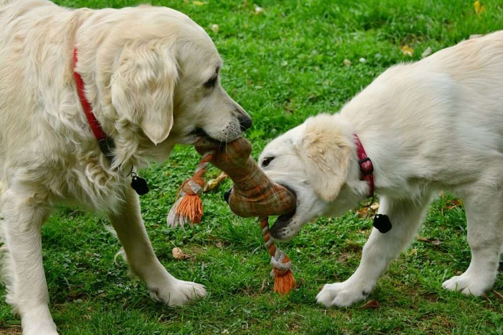 how to introduce a new puppy to a jealous dog