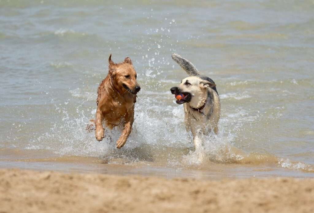 how to introduce a puppy to an older dog