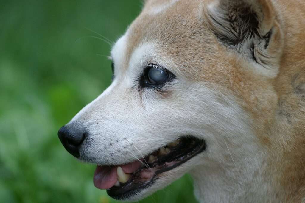 leaving a blind dog alone