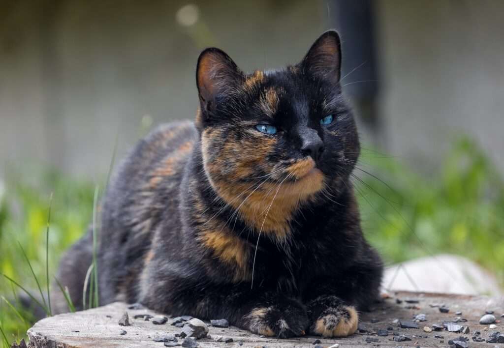 tortoise shell cat health issues