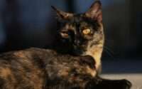 tortoiseshell cat health problems