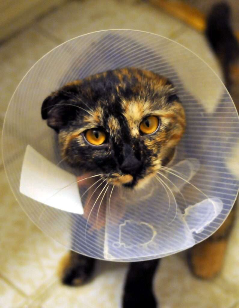 tortoiseshell cat health problems