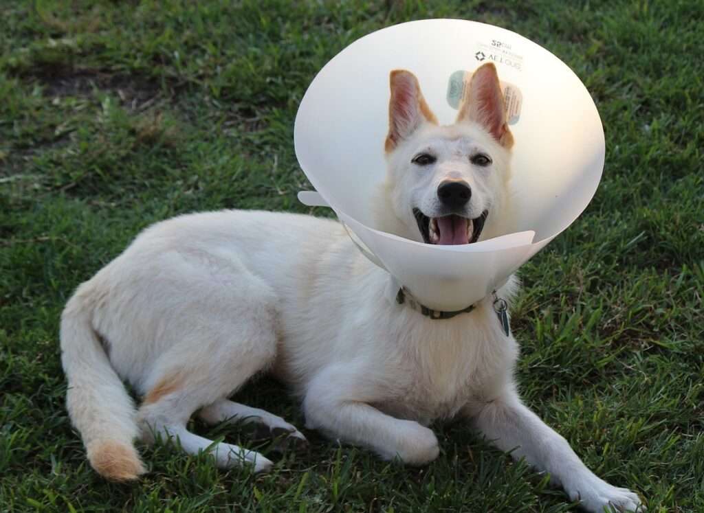 when can i walk my dog after neutering