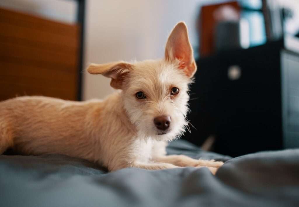 Why Do Dogs Pee on Beds? Expert Insights and StepbyStep Solutions for