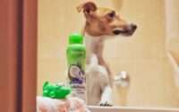 best dog shampoo for odor