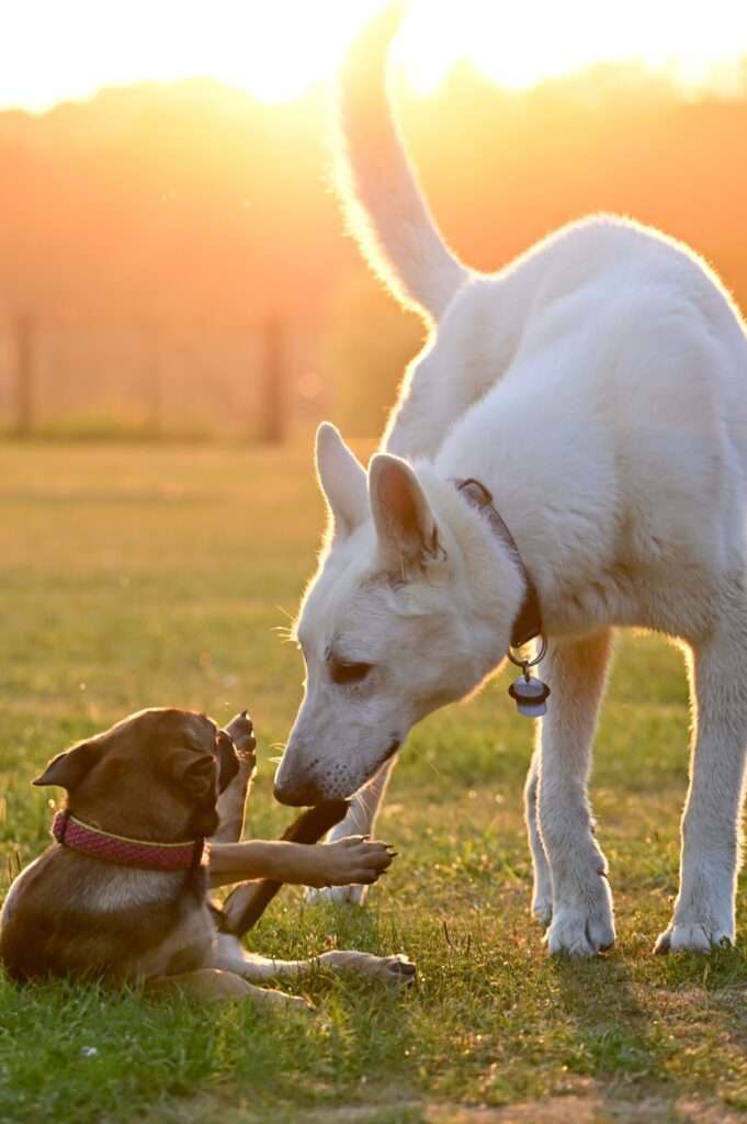 why does my dog nibble my ear