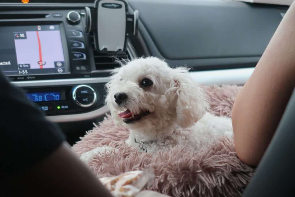 why does my dog pant and shake when riding in the car