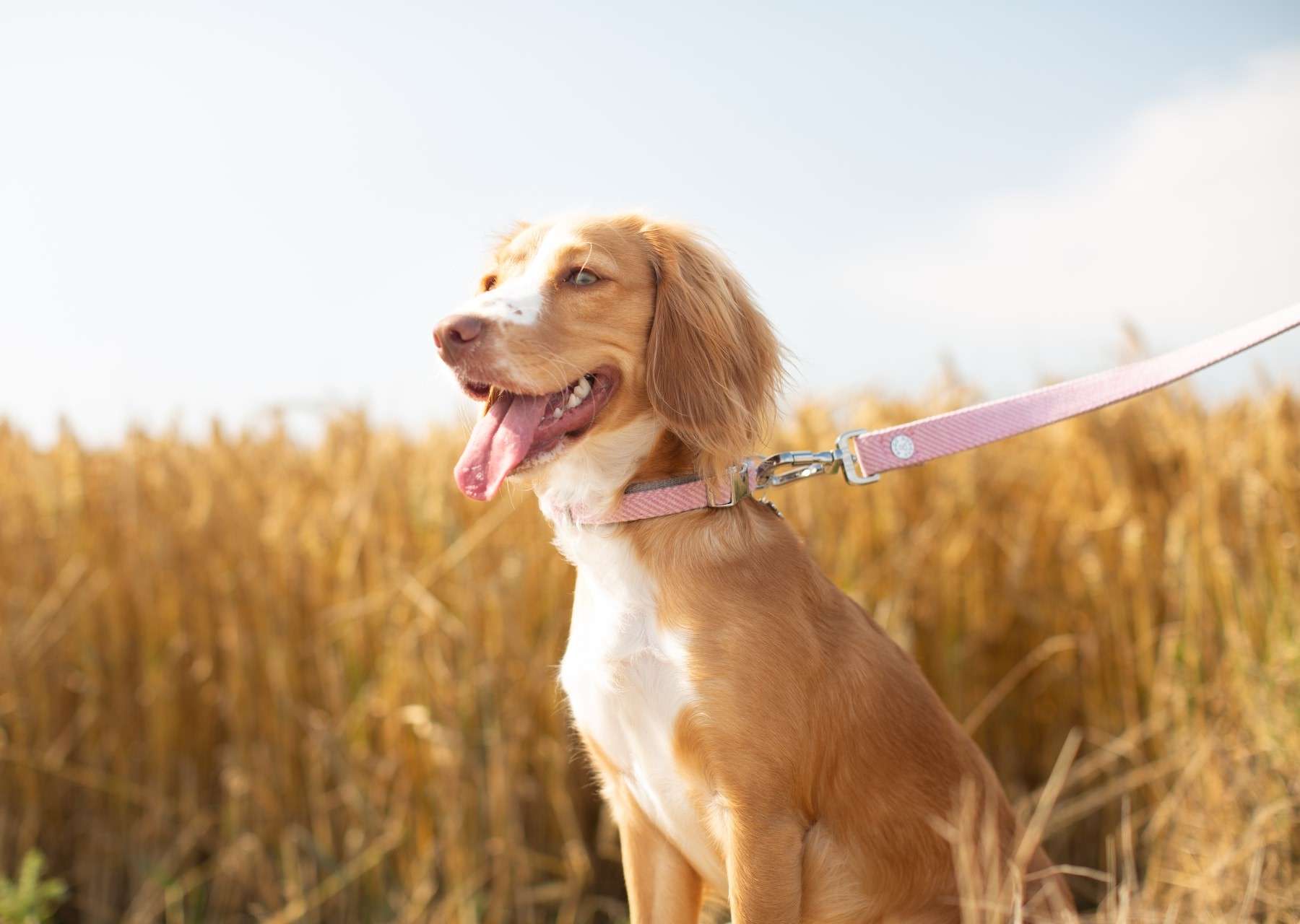 Best dog deals leash for hiking