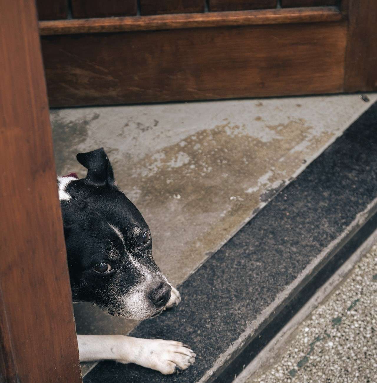 How to Stop Dog from Scratching Door Expert Tips and Tricks BarkLikeMeow