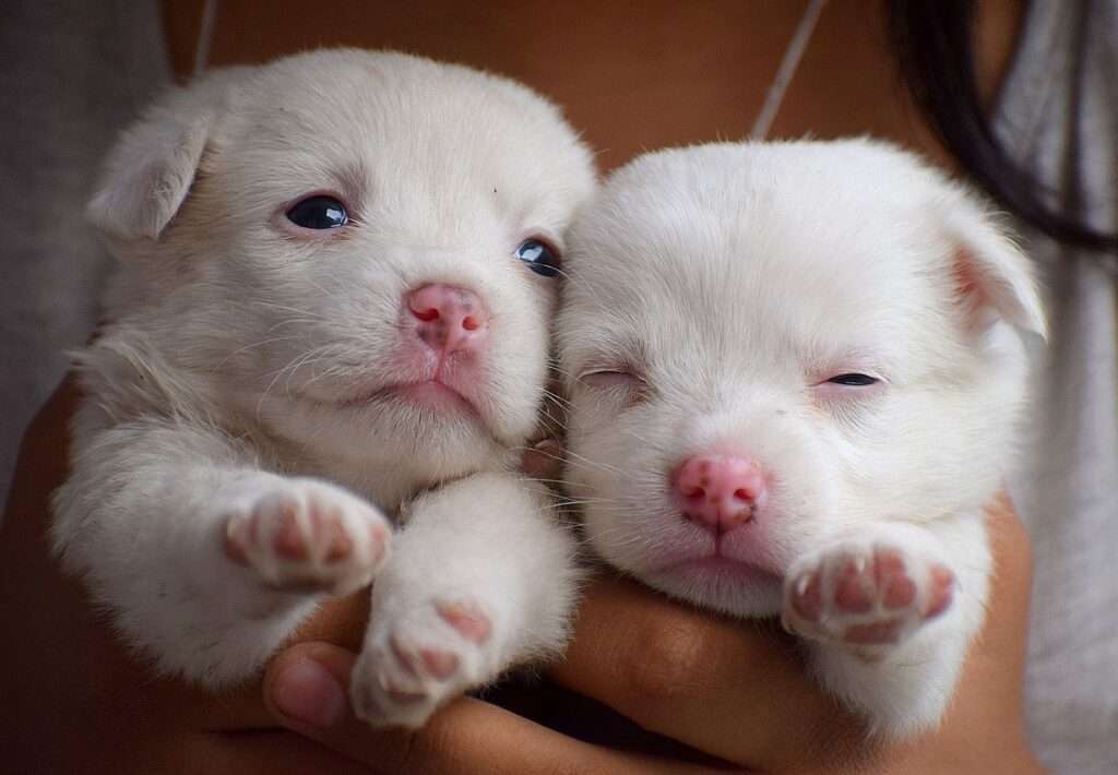 when can you touch newborn puppies