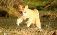 why do cats run sideways