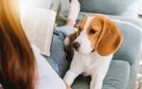 are beagles good apartment dogs